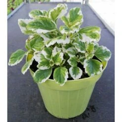 Incenso -vaso 14cm- Piante Aromatiche Plectranthus Coleoides Erbe Aromatiche