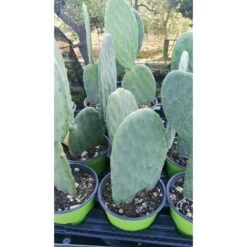 FICO D'INDIA -vaso 14cm- FICHI D'INDIA PIANTA Opuntia Ficus-indica -Vendite VIDAXL 88504802 3