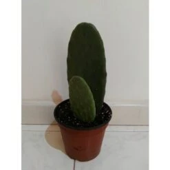 FICO D'INDIA -vaso 14cm- FICHI D'INDIA PIANTA Opuntia Ficus-indica -Vendite VIDAXL 88504802 4
