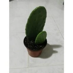 FICO D'INDIA -vaso 14cm- FICHI D'INDIA PIANTA Opuntia Ficus-indica -Vendite VIDAXL 88504802 5