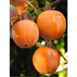 Alberi Da Frutto Caco Vaniglia Pianta Da Frutta Cachi Vaniglia Kako Kaki Albero