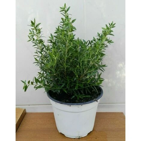Mirto Tarentina -vaso 14cm-Piante Erbe Aromatiche Pianta Aromatica Tarantino 1 Mirto Tarentina -vaso 14cm-Piante Erbe Aromatiche Pianta Aromatica Tarantino