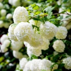 Viburno Palla Di Neve "Viburnum Opulus" Pianta In Vaso 18 Cm