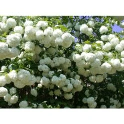 Viburno Palla Di Neve "Viburnum Opulus" Pianta In Vaso 18 Cm -Vendite VIDAXL 88510101 3