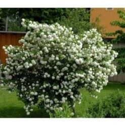 Viburno Palla Di Neve "Viburnum Opulus" Pianta In Vaso 18 Cm -Vendite VIDAXL 88510101 4