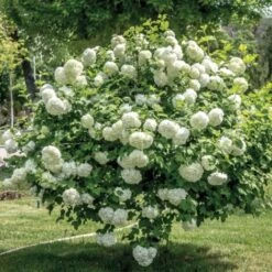 Viburno Palla Di Neve "Viburnum Opulus" Pianta In Vaso 18 Cm -Vendite VIDAXL 88510101 5
