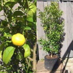 Yuzu "Citrus Junos" Pianta Di Agrumi Giapponese In Vaso 20 Cm -Vendite VIDAXL 88923936 5
