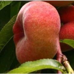 Albero Pesco Saturnina Polpa Bianca - Alberi Da Frutto 3 Anni