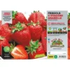 ORTO MIO Fragola Rifiorente 4 Stagioni Var. Anabelle