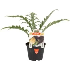 ORTO MIO Carciofo Violetto Var. Opera