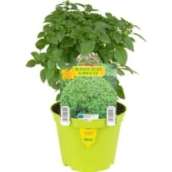 ORTO MIO Basilico Greco A Palla