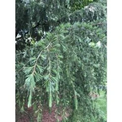 Cedro Dell'Himalaya Piangente "Cedrus Deodara Pendula" Pianta In Vaso 13 Cm -Vendite VIDAXL 91409618 3