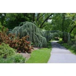 Cedro Dell'Himalaya Piangente "Cedrus Deodara Pendula" Pianta In Vaso 13 Cm -Vendite VIDAXL 91409618 4