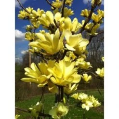 Magnolia Gialla "Magnolia Daphne" Pianta Innestata In Vaso 16 Cm H. 80/100 Cm