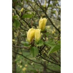 Magnolia Gialla "Magnolia Daphne" Pianta Innestata In Vaso 16 Cm H. 80/100 Cm -Vendite VIDAXL 91552104 5