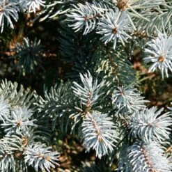 Abete Blu Pino Argentato "Picea Pungens Glauca Globosa" Pianta In Vaso 10 Cm -Vendite VIDAXL 91552105 3