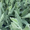 Lavandula Dentata
