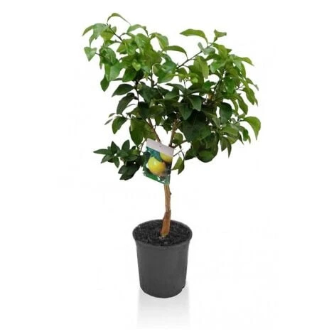 Pompelmo Rosa "Citrus Paradisi" Pianta Di Agrumi Di Sicilia In Vaso 20 Cm 1 Pompelmo Rosa "Citrus Paradisi" Pianta Di Agrumi Di Sicilia In Vaso 20 Cm