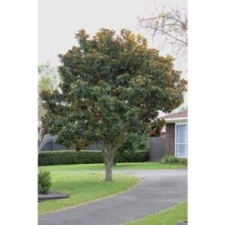 Magnolia Grandiflora "Little Gem" Pianta In Vaso 19 Cm H. 50/60 Cm -Vendite VIDAXL 92750232 3