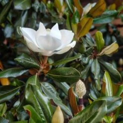 Magnolia Grandiflora "Little Gem" Pianta In Vaso 19 Cm H. 50/60 Cm -Vendite VIDAXL 92750232 4