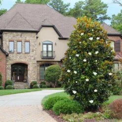 Magnolia Grandiflora "Little Gem" Pianta In Vaso 19 Cm H. 50/60 Cm -Vendite VIDAXL 92750232 5