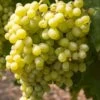 Uva Da Tavola Bianca "Apirena"
