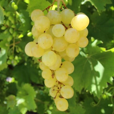 Uva Da Tavola Bianca "Matilde" 1 Uva Da Tavola Bianca "Matilde"
