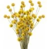 30 Steli Craspedia Bouquet Di Fiori Secchi Naturali Fiori Di Craspedia Secchi Palline Billy Button Gialle