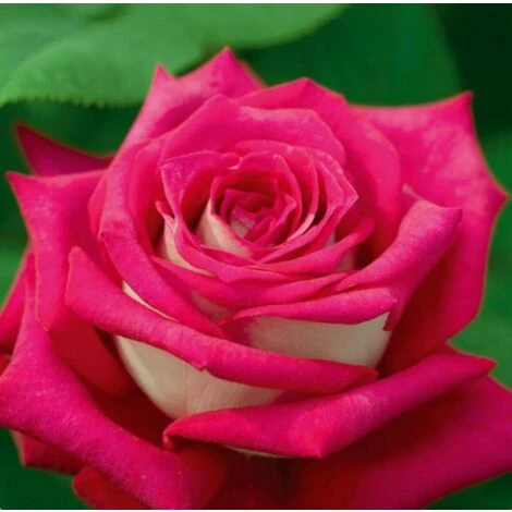 Monica Bellucci 1 Monica Bellucci