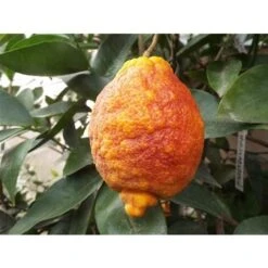 Limone Rosso "Citrus Limonimedica Pigmentata" Pianta Di Agrumi Di Sicilia In Vaso 22 Cm -Vendite VIDAXL 9670846 3