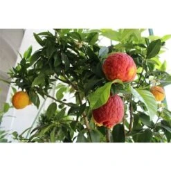 Limone Rosso "Citrus Limonimedica Pigmentata" Pianta Di Agrumi Di Sicilia In Vaso 22 Cm -Vendite VIDAXL 9670846 4