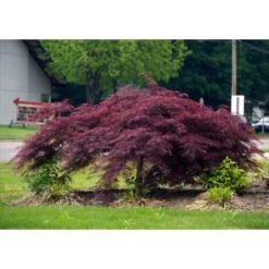 Acero Rosso Giapponese "Acer Palmatum Dissectum Inaba Shidare" Pianta In Vaso 26 Cm -Vendite VIDAXL 9670854 3
