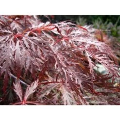 Acero Rosso Giapponese "Acer Palmatum Dissectum Inaba Shidare" Pianta In Vaso 26 Cm -Vendite VIDAXL 9670854 4