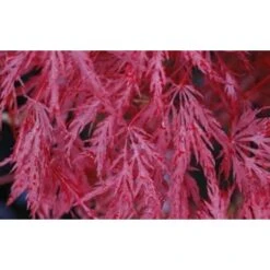 Acero Rosso Giapponese "Acer Palmatum Dissectum Inaba Shidare" Pianta In Vaso 26 Cm -Vendite VIDAXL 9670854 5