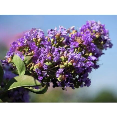 Lagerstroemia Indica Viola "Powhatan" Pianta In Vaso 9 Cm 2 Lagerstroemia Indica Viola "Powhatan" Pianta In Vaso 9 Cm - immagine 2