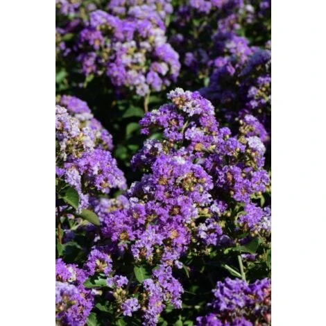 Lagerstroemia Indica Viola "Powhatan" Pianta In Vaso 9 Cm 3 Lagerstroemia Indica Viola "Powhatan" Pianta In Vaso 9 Cm - immagine 3