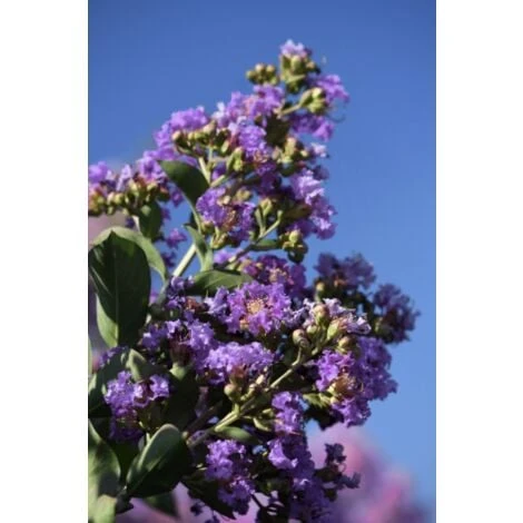 Lagerstroemia Indica Viola "Powhatan" Pianta In Vaso 9 Cm 5 Lagerstroemia Indica Viola "Powhatan" Pianta In Vaso 9 Cm - immagine 5