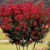 Lagerstroemia Indica Rossa "Dynamite" Pianta In Vaso 16 Cm