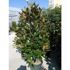 Magnolia Grandiflora Pianta Sempreverde In Vaso H. 50/70 Cm -Vendite VIDAXL 9670899 3