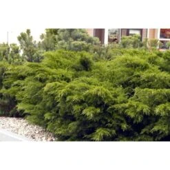 Ginepro Tappezzante "Juniperus X Pfitzeriana Aurea" Pianta In Vaso 14 Cm -Vendite VIDAXL 9670902 3