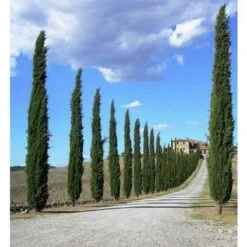 Cipresso Nero "Cupressus Sempervirens Pyramidalis" Pianta In Vaso 26 Cm H. 130/150 Cm 9 Cipresso Nero "Cupressus Sempervirens Pyramidalis" Pianta In Vaso 26 Cm H. 130/150 Cm -Vendite VIDAXL 9670911 5