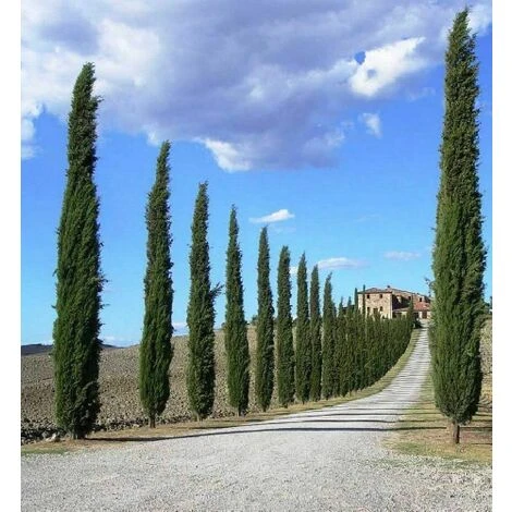 Cipresso Nero "Cupressus Sempervirens Pyramidalis" Pianta In Vaso 26 Cm H. 130/150 Cm 5 Cipresso Nero "Cupressus Sempervirens Pyramidalis" Pianta In Vaso 26 Cm H. 130/150 Cm - immagine 5