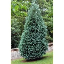 Cipresso Bianco Di Lawson "Chamaecyparis Lawsoniana Ellwoodii" Pianta In Vaso 18 Cm H. 50/60 Cm