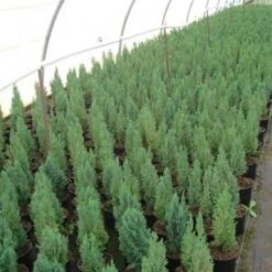 Cipresso Bianco Di Lawson "Chamaecyparis Lawsoniana Ellwoodii" Pianta In Vaso 18 Cm H. 50/60 Cm -Vendite VIDAXL 9670918 3