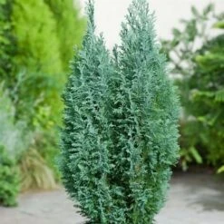 Cipresso Bianco Di Lawson "Chamaecyparis Lawsoniana Ellwoodii" Pianta In Vaso 18 Cm H. 50/60 Cm -Vendite VIDAXL 9670918 4