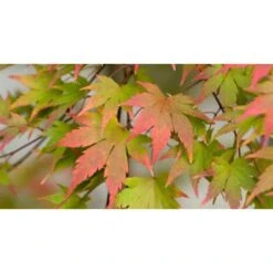 Acero Rosso Giapponese "Acer Palmatum Momiji" Pianta In Vaso H. 30/40 Cm -Vendite VIDAXL 9670919 3