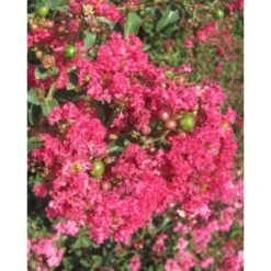 Lagerstroemia Indica Rossa "Caroline Beauty" Pianta In Vaso 13 Cm