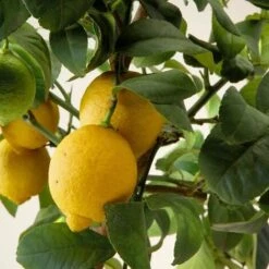 Limone Lunario "Citrus Limon" Limone 4 Stagioni Pianta In Vaso 22 Cm Agrumi Di Sicilia -Vendite VIDAXL 9670928 3