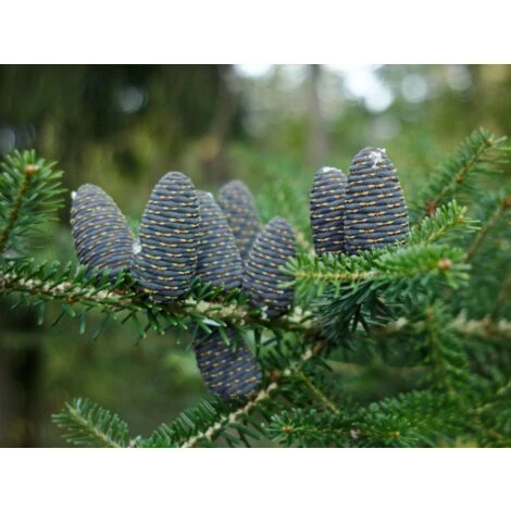 Abete Di Corea "Abies Koreana" Pianta In Vaso 18 Cm H. 30/40 Cm 2 Abete Di Corea "Abies Koreana" Pianta In Vaso 18 Cm H. 30/40 Cm - immagine 2