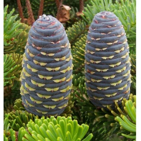 Abete Di Corea "Abies Koreana" Pianta In Vaso 18 Cm H. 30/40 Cm 4 Abete Di Corea "Abies Koreana" Pianta In Vaso 18 Cm H. 30/40 Cm - immagine 4